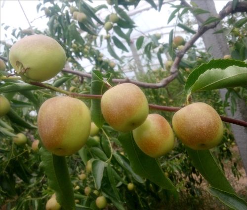 陕西大荔冬枣 新鲜水果 产地直发 4斤装